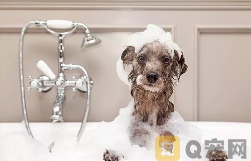  給狗狗洗澡：能否使用洗衣液？